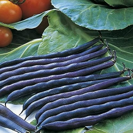 Purple Queen Bush Bean Seeds - 25 Count Seed Pack - Upright  Compact  and Bushy  This Variety Is Easy to Grow and Pick. - Country Creek LLC
