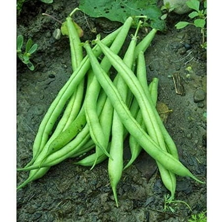 Bean  Provider Bush  Heirloom  50 Seeds  Non GMO  Green Beans Vegetable