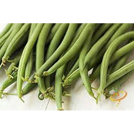 Bean  Top Crop Bush  Heirloom  200 Seeds  Great Tasting Fresh or Cooked