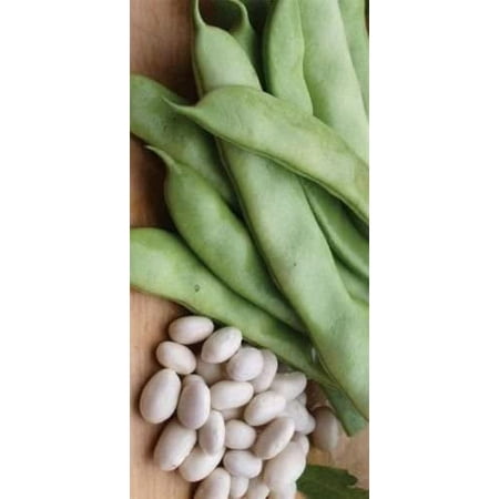 Heirloom ITALIAN ROMA BUSH Bean 100 SEEDS High Yields Stringless