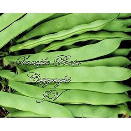 Roma Bush Bean 75 Seeds! Garden Vegetable Seeds! Natural Non GMO Italian Style Flat Bean - Bush Form of Romano Pole