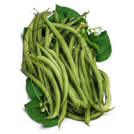 Seed Needs  Topcrop Bush Bean Seeds for Planting (Phaseolus Vulgaris)