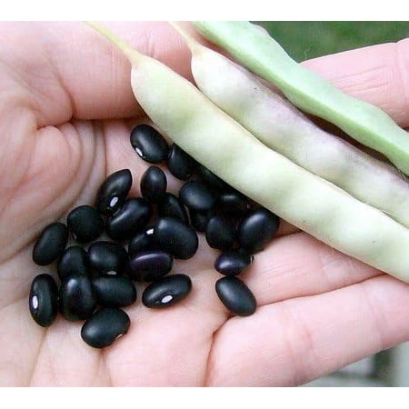 Black Turtle Bean 25 Seeds - Heirloom  Bush Type Bean