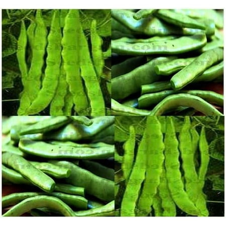 MySeeds.Co Roma Ii Bush Beans - 20 Seeds