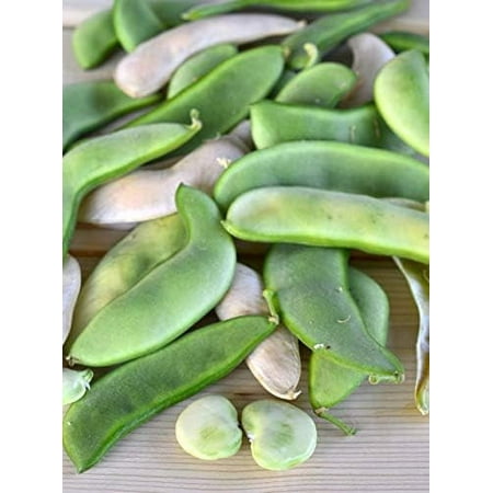 Henderson Bush  Lima Bean Seeds