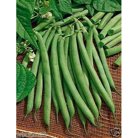 Contender Bush Bean  Organic  Earliest Producing Bean (100 Seeds) 40-45 Days!