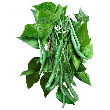 Seed Needs  Blue Lake 274 Bush Bean Seeds for Planting (Phaseolus Vulgaris)