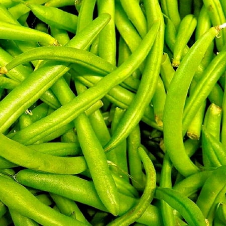 Contender Bush Bean Seeds | NON-GMO | Heirloom | Fresh Garden Seeds  1600 Seeds
