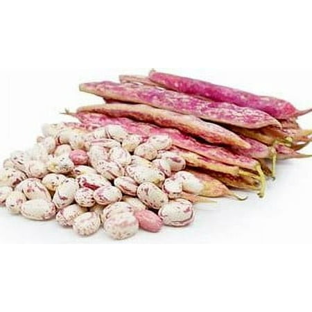Taylor Dwarf Horticultural Bush Bean Seeds - 100 Count Seed Pack - a True Classic with Beautiful Color and Texture  a Must Have in Any Garden - Countr