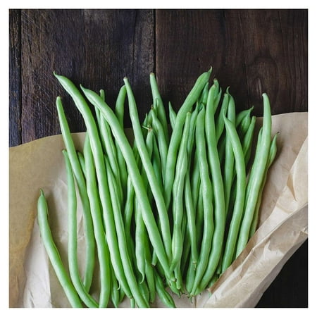 Blue Lake Bush Bean 274 Seeds - 25 Lbs Bulk - Treated  Non-GMO  Heirloom  Open Pollinated - Vegetable Garden Seeds