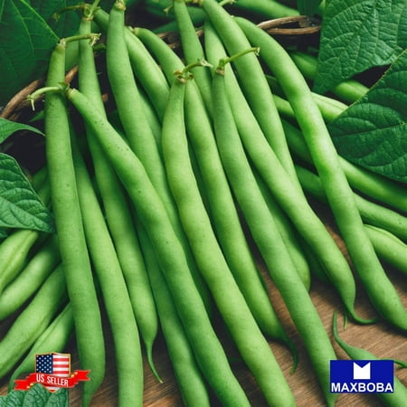 Bean Seeds - Bush - Provider Non-GMO Heirloom Garden  32 Seeds or 1/4 Oz.