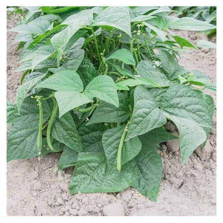 Contender Bush Bean Seeds (Treated) - 1 Lb ~1400 Seeds - Non-GMO  Heirloom - Also Called Buff Valentine - Vegetable Farm & Garden Seeds - Phaseolus Vu