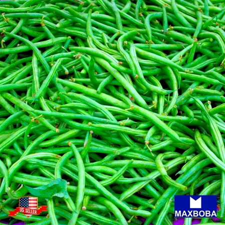 Bean Seeds - Bush - Jade Non-GMO / Heirloom / Vegetable Garden Fresh  50 Seeds