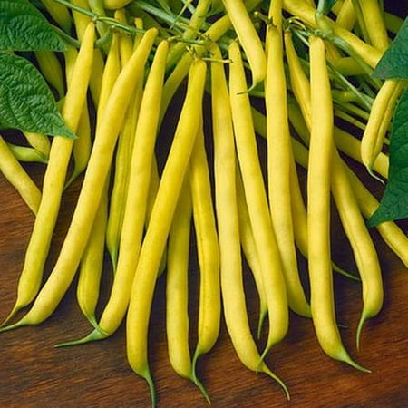 Golden Wax Bush Bean Seeds - 100 Count Seed Pack - a Favorite Among Home Gardeners for It S Delicious Buttery Flavor - Country Creek LLC