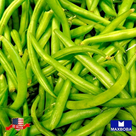 Bean Seeds - Bush - Blue Lake Bush 274 | Heirloom | Non-GMO Annual Vegetable  10 Seeds