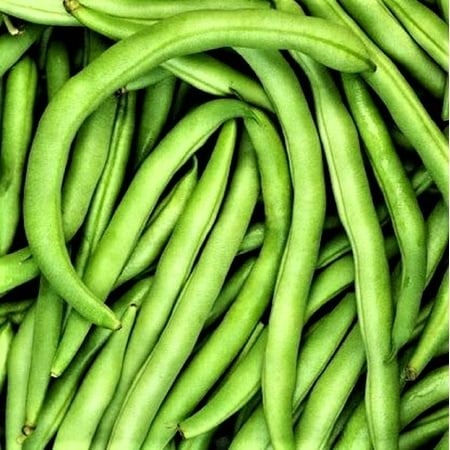 Bean Seeds Commodore Bush Bean  100 Count Pk Produce Pods That Are Very Tender and Tasty - Country Creek LLC