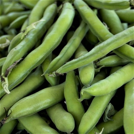 Roma II Bush Bean Seeds - 100 Count Seed Pack - a Home Garden Favorite That Produces Heavy Yields of Delicious  Rich Beans. - Country Creek LLC