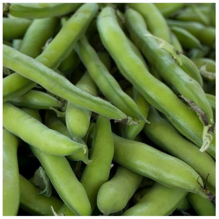 Roma II Bush Bean Seeds - 25 Lb Bulk - Non-GMO  Heirloom Green Snap Roma 2 Bean Seeds - Vegetable Garden Seeds