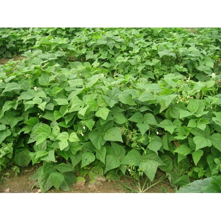 40+PROVIDER Bush Beans Seeds Native Heirloom Vegetable Garden Patio Container
