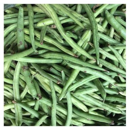 Stringless Green Pod Bush Bean Seeds (Burpee) - 1 Lb - Non-GMO  Heirloom Green Snap Bean Seeds - Vegetable Garden Seeds