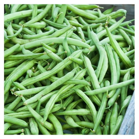 Strike Bush Bean Seeds - 1 Lb - Non-GMO  Heirloom Green Snap Bean Seeds - Vegetable Garden Seeds