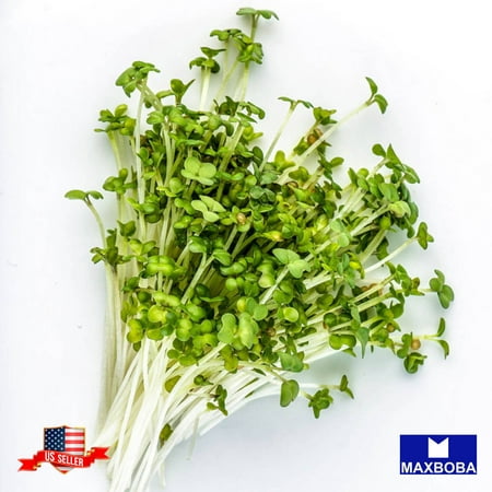 Yellow Seeds Mustard Microgreens Heirloom Non-GMO  3 200 Seeds or 1/2 Oz.