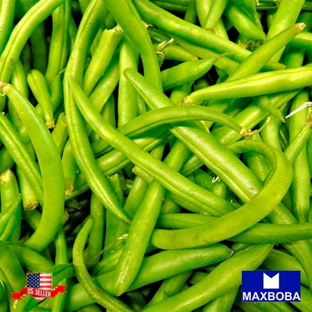 Bean Seeds - Bush - Strike Non-GMO / Heirloom / Vegetable Garden Fresh  20 Seeds