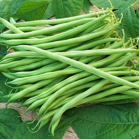 Eden Brothers Bean Seeds (Bush) - Landreth Stringless Non-GMO Seeds for Planting  1 Pound | High-Yielding  Low-Maintenance Vegetable Seeds  Plant Duri