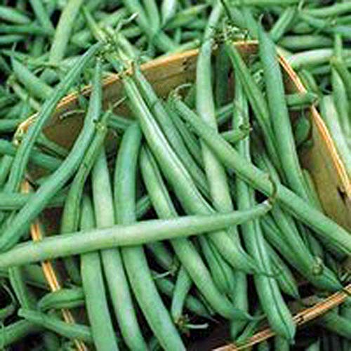 Provider Bush Bean Seeds. 12 Ounce a Garden Favorite, Early Producer and Heavy Yielding Bean. 