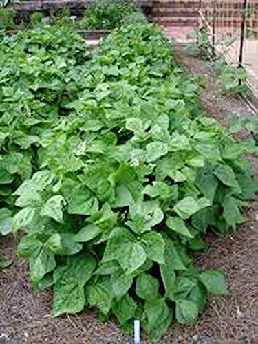 Provider Bush Bean Seeds. 12 Ounce a Garden Favorite, Early Producer and Heavy Yielding Bean. 