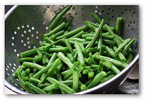 Provider Bush Bean Seeds. 12 Ounce a Garden Favorite, Early Producer and Heavy Yielding Bean. 