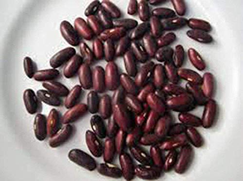 Provider Bush Bean Seeds. 12 Ounce a Garden Favorite, Early Producer and Heavy Yielding Bean. 